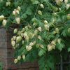 Golden Rain Tree #7 - Image 3